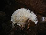 Hnusíček aneb houba na počvě jedné štoly