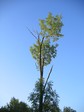 A tree at edges of Doupov Mts.