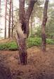 Tree at Kokon region